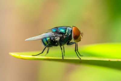 Close-up of fly on leaf