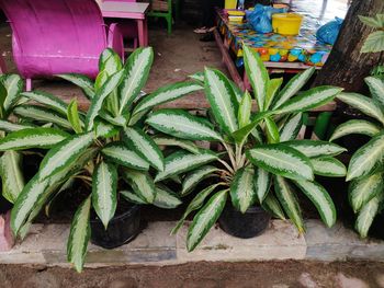 High angle view of vegetables on table at market