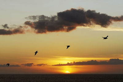 Silhouette birds flying over sea against sky during sunset