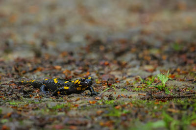 Close-up of insect on land