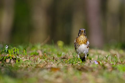 Bird perching on grass