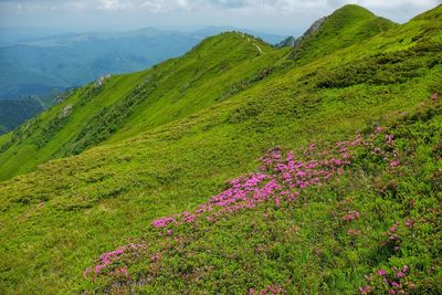 Scenic view of purple flowering plants on land