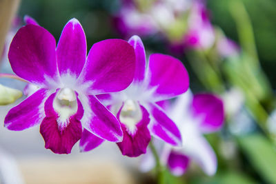 Close-up of pink flowering plant