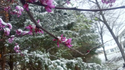 Close-up of pink flowers blooming on tree