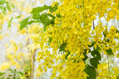 Close-up of yellow flowering plant