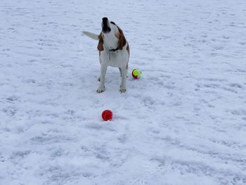 Dog playing with ball in snow