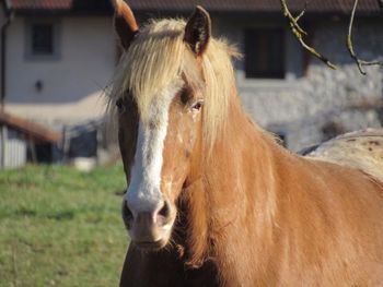 Close-up of horse in field