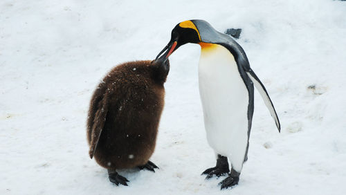 Penguin with young bird on snow covered field