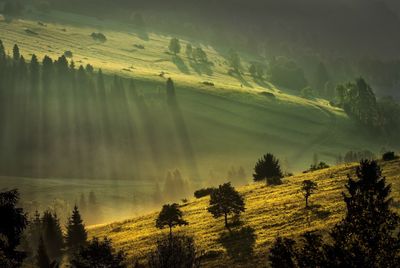 Trees on field during sunrise