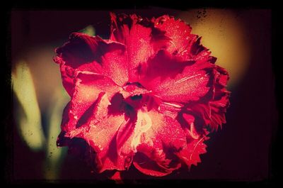 Close-up of pink flowers