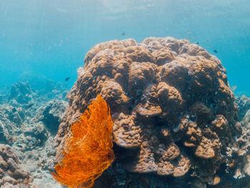 Underwater shot of coral reef, lipah beach, amed, bali.