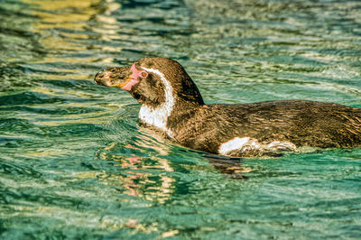 Duck swimming in lake