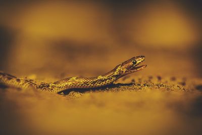 Close-up of lizard