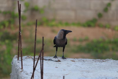 Bird perching on a wall