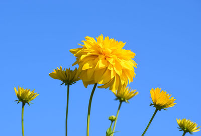 Low angle view of yellow flowering plant against clear blue sky