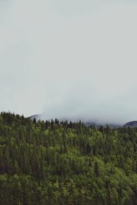 Scenic view of trees growing on field against sky