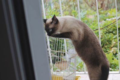 Cat looking through window