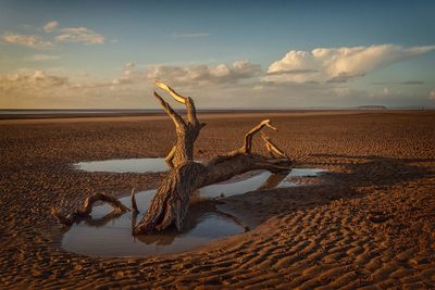 Driftwood on beach against sky during sunset