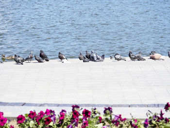 Birds in water