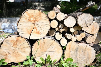 Close-up of stack of logs in forest