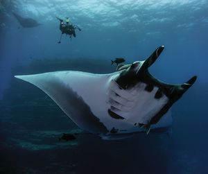 Low angle view of man swimming over stingray in sea