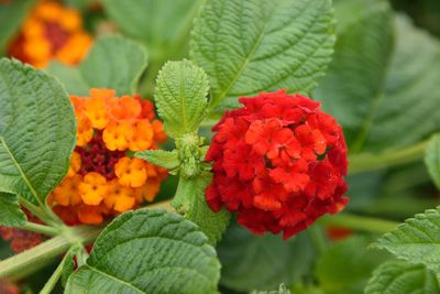 Close-up of red flowering plant