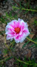 Close-up of pink flower blooming outdoors