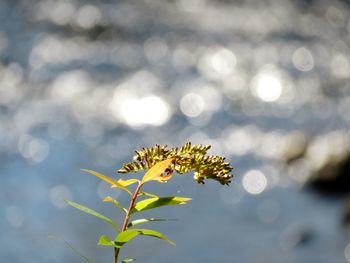 Close-up of   flower with river background 