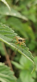 Close-up of insect on leaf