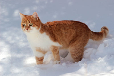 Portrait of ginger cat sitting outdoors