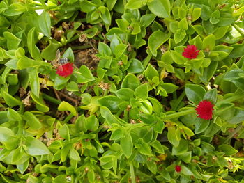 Close-up of plants growing on plant