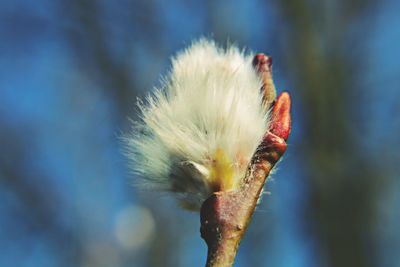 Close-up of pussy willow growing outdoors