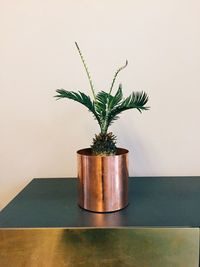 Close-up of potted plant on table