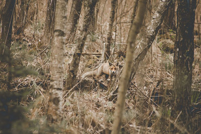Portrait of fox standing in forest
