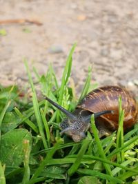 Close-up of snail on grass