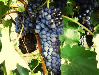 Close-up of grapes in vineyard