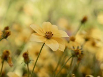 Close-up of yellow cosmos flower