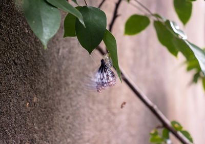 Close-up of butterfly pollinating