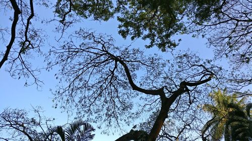 Low angle view of trees against sky