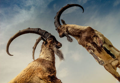 Low angle view of deer standing against sky