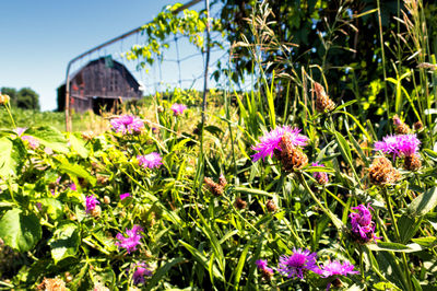 Close-up of pink flowering plants on field