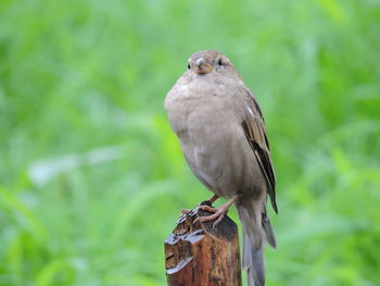 Close-up of owl perching outdoors