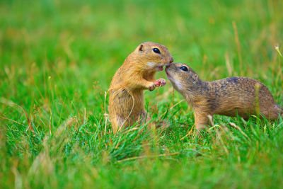 Kiss. love of squirrel couple. ground squirrels are kissing in meadow. animals enjoy valentine's day