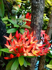 Close-up of orange hibiscus blooming on tree