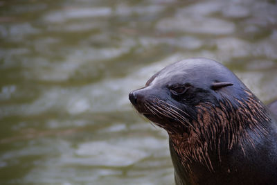 Close-up of sea lion