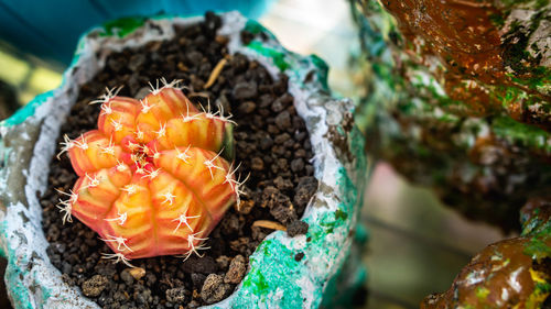 High angle view of potted plant