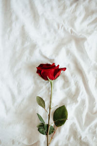 Close-up of red rose against white wall