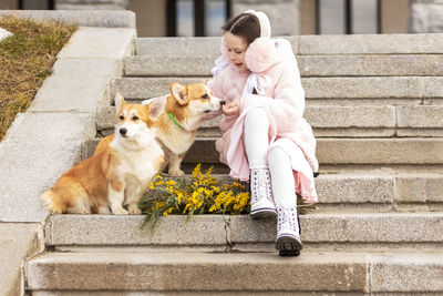 Toddler girl with corgi dogs in the park.  spring, international women's day march 8