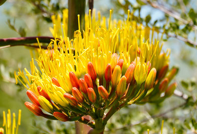 Close-up of yellow flowering plant