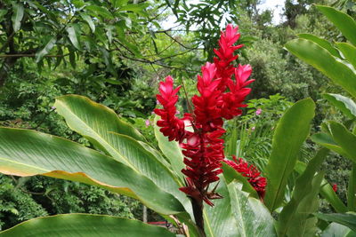 Close-up of red flowers